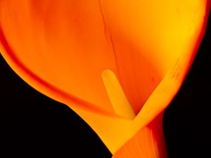 wkl 09 Wilhelm Kleinoder   Calla